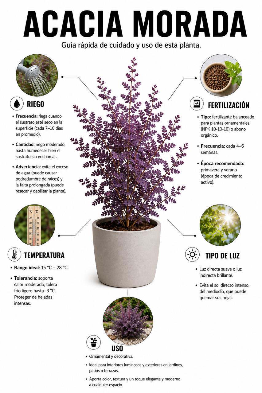 Acacia Morada / Mimosa de Cootamundra (G) - Imagen 3