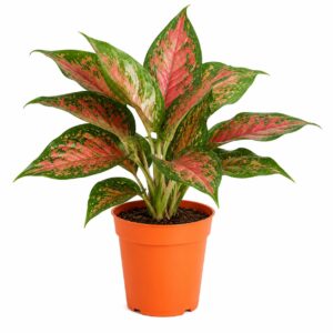 Aglonema