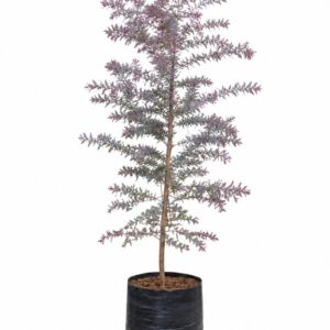 Acacia Morada
