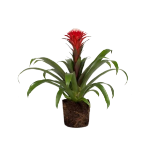 Bromelia Aechmea