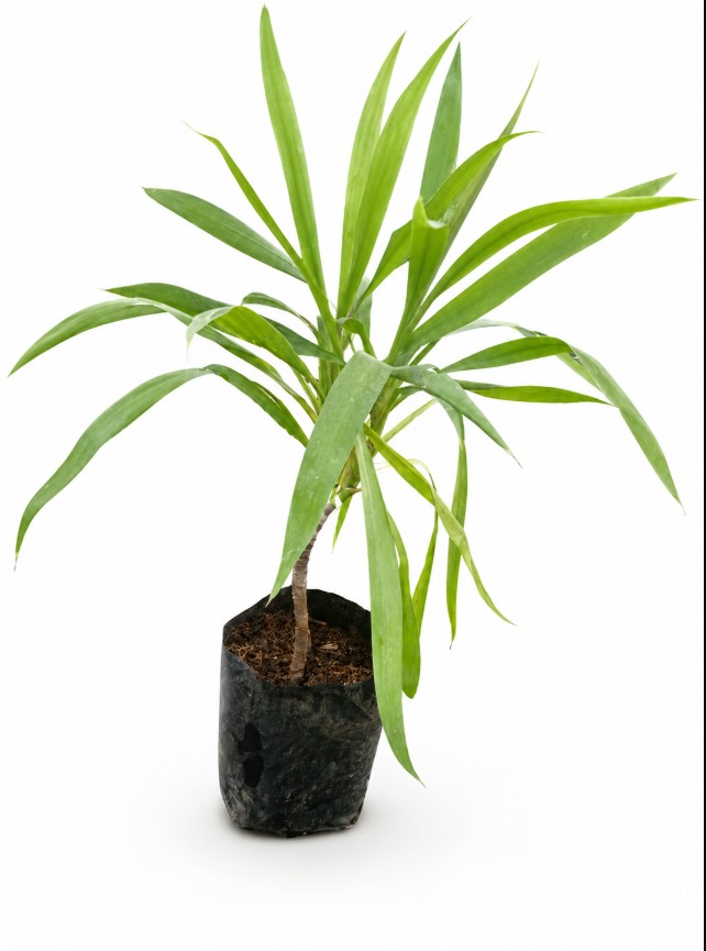 Dracena Italiana