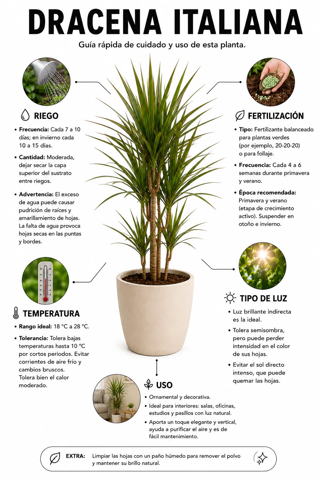 Dracena Italiana - Imagen 2