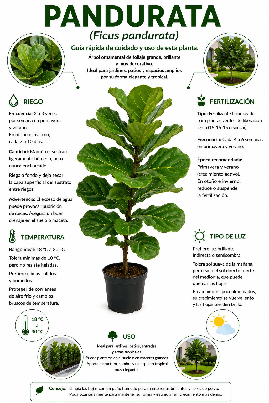 Pandurata / Ficus lyrata - Imagen 7