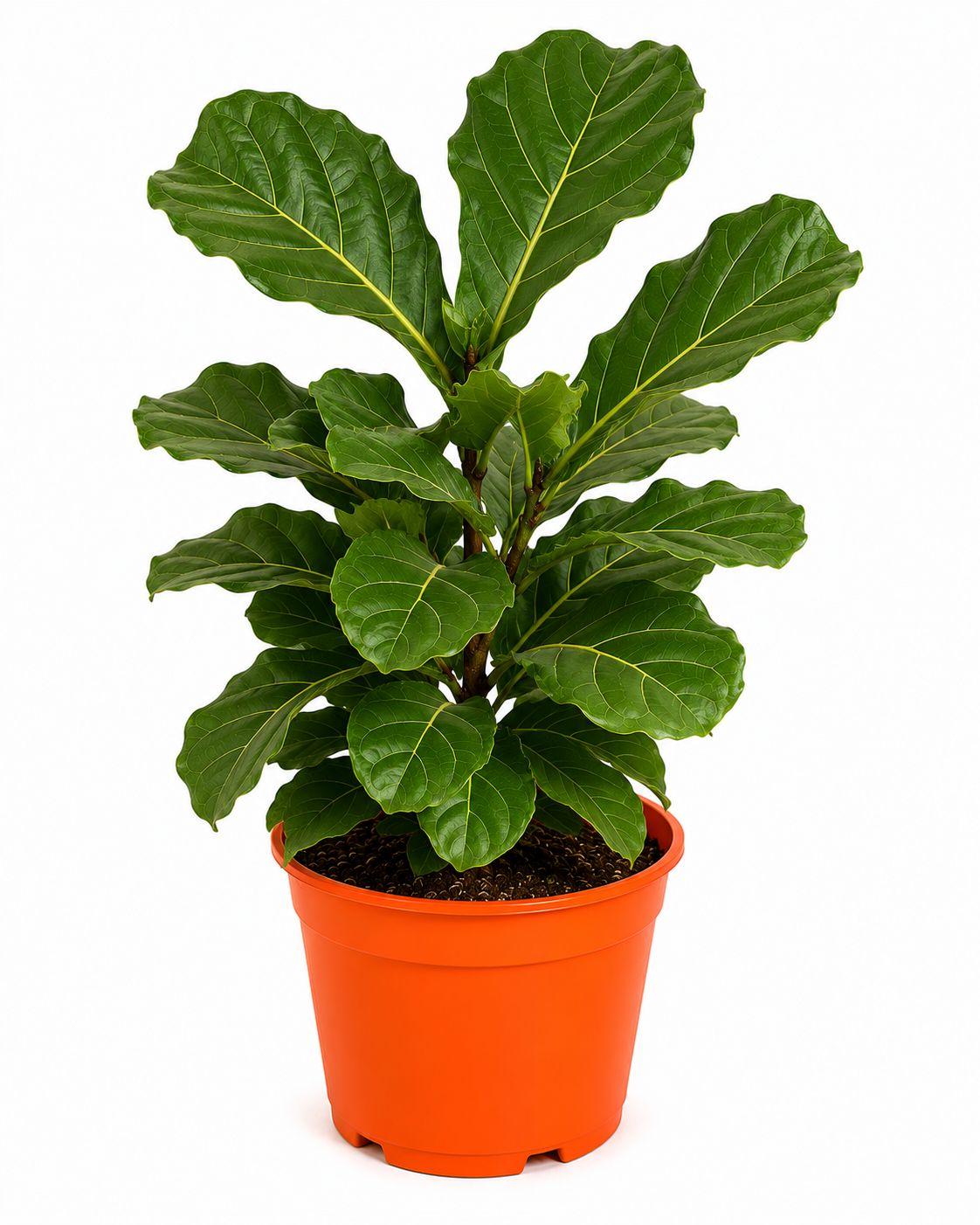 Pandurata / Ficus lyrata