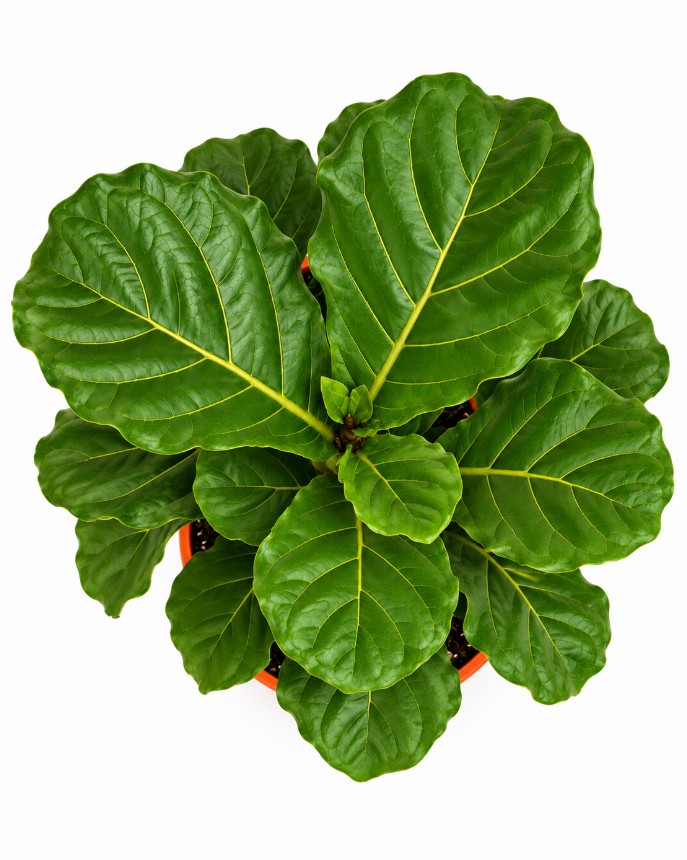 Pandurata / Ficus lyrata - Imagen 3