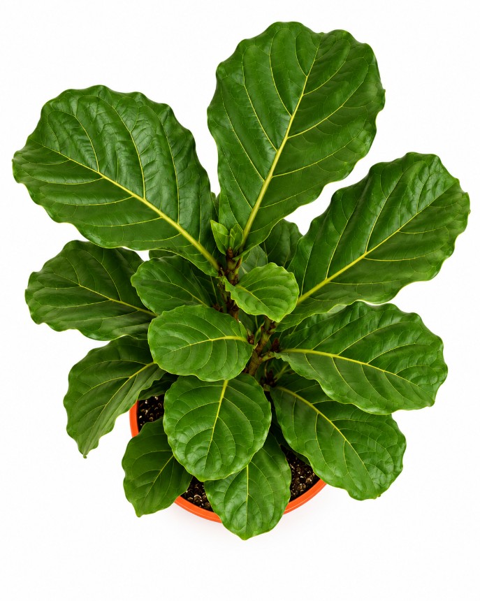 Pandurata / Ficus lyrata - Imagen 5