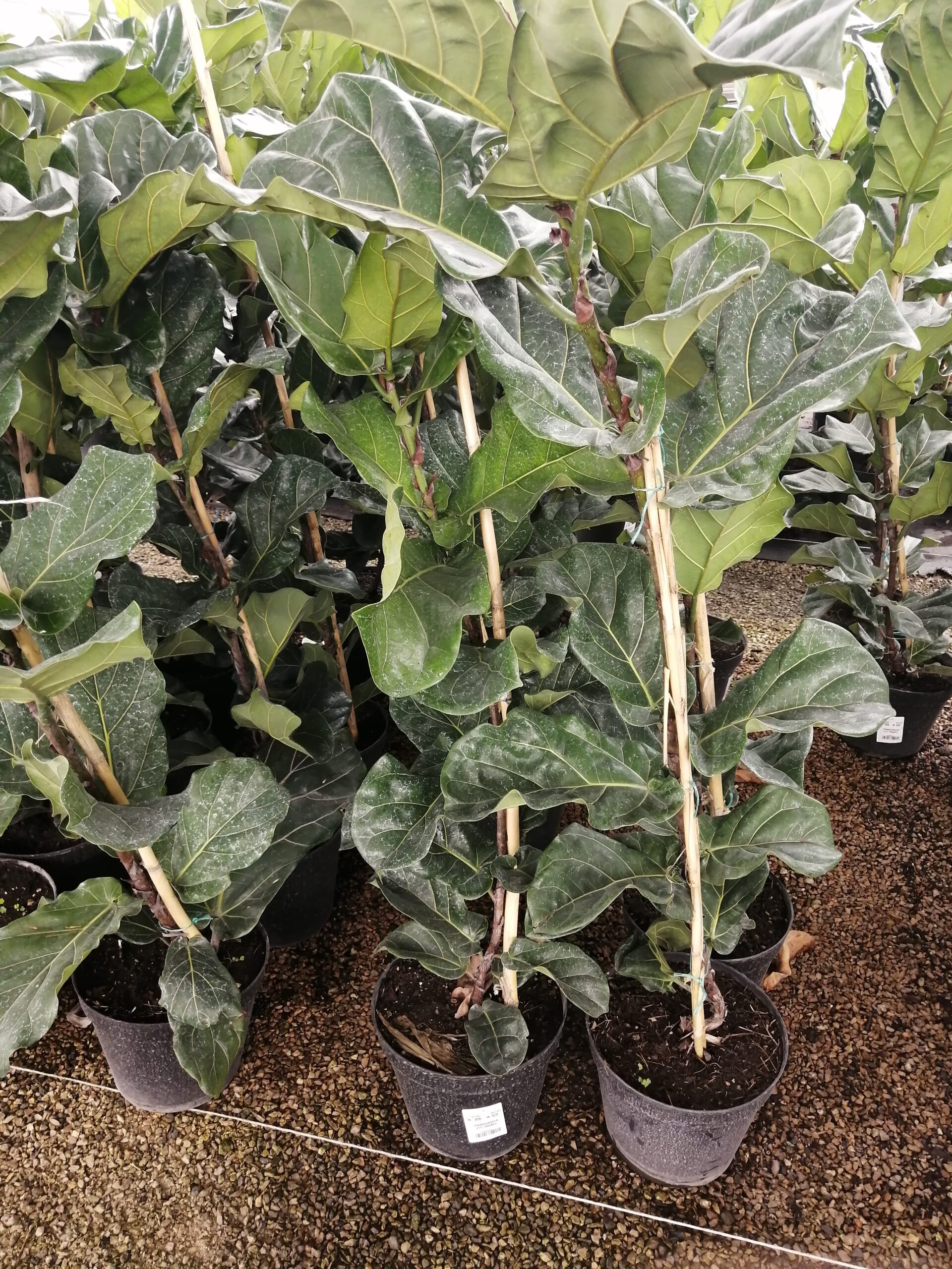 Pandurata / Ficus lyrata - Imagen 4