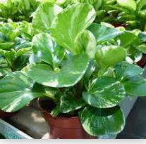 Peperonia Jaspeada - Imagen 4