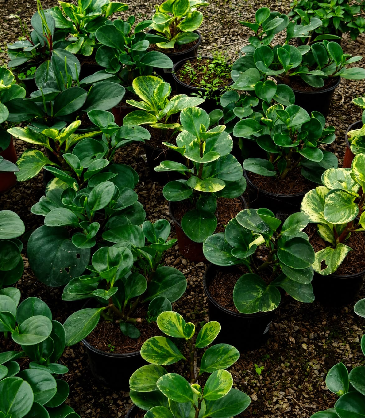 Peperonia Jaspeada - Imagen 3