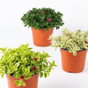 Rocío / Aptenia cordifolia