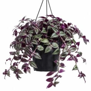 Tradescantia Zebrina Colisandra