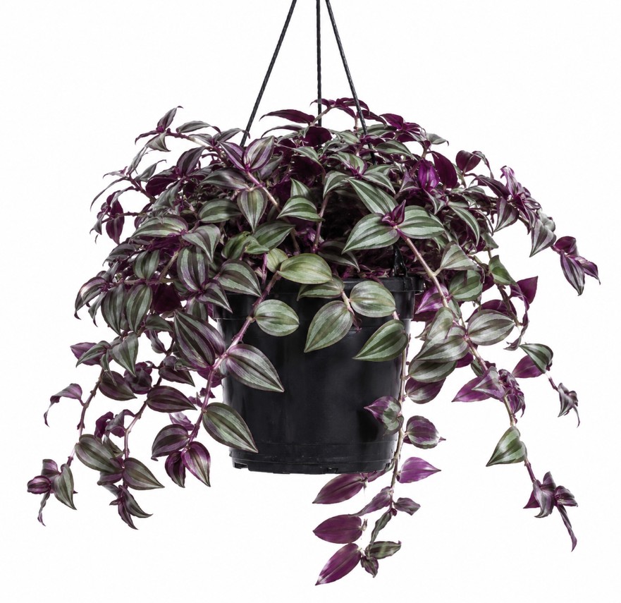 Tradescantia Zebrina Colisandra