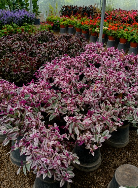 Tradescantia Zebrina Colisandra - Imagen 2