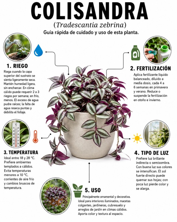 Tradescantia Zebrina Colisandra - Imagen 3