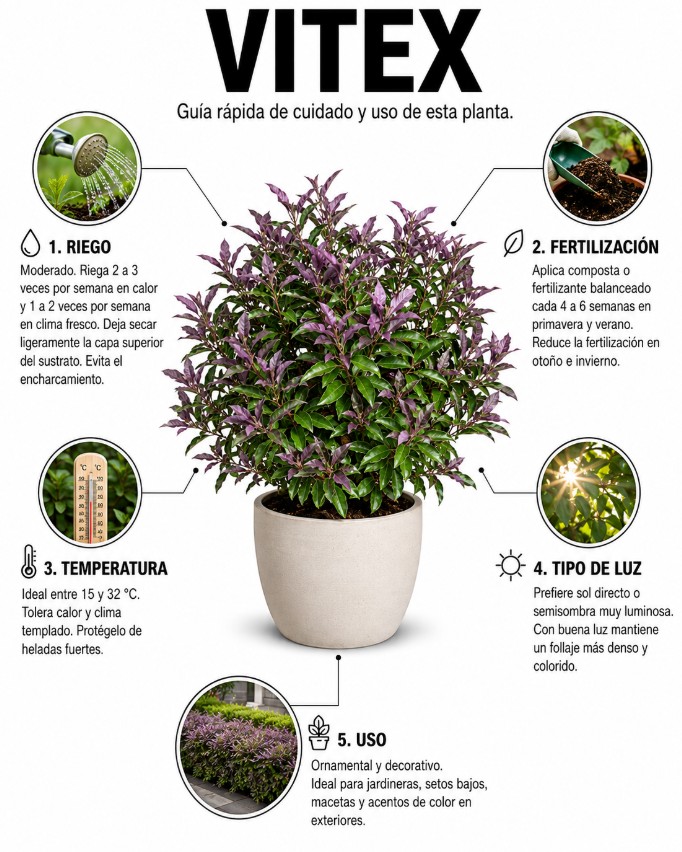 Vitex - Imagen 2