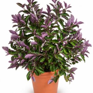 Vitex