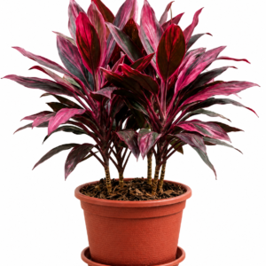Dracena Roja
