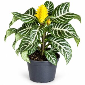 Afelandra / Planta Cebra
