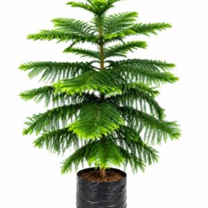 Araucaria / Pino de Norfolk (G)