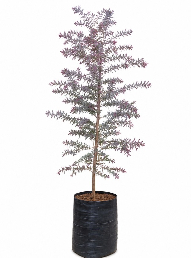 Acacia Morada / Mimosa de Cootamundra (G)