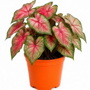Caladium