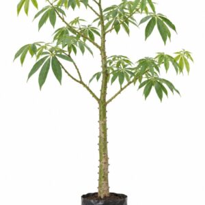 Ceiba / Árbol Sagrado Maya