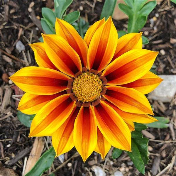 Gazania / Dormilona - Imagen 2