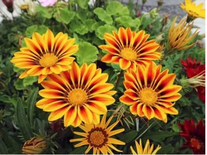 Gazania / Dormilona