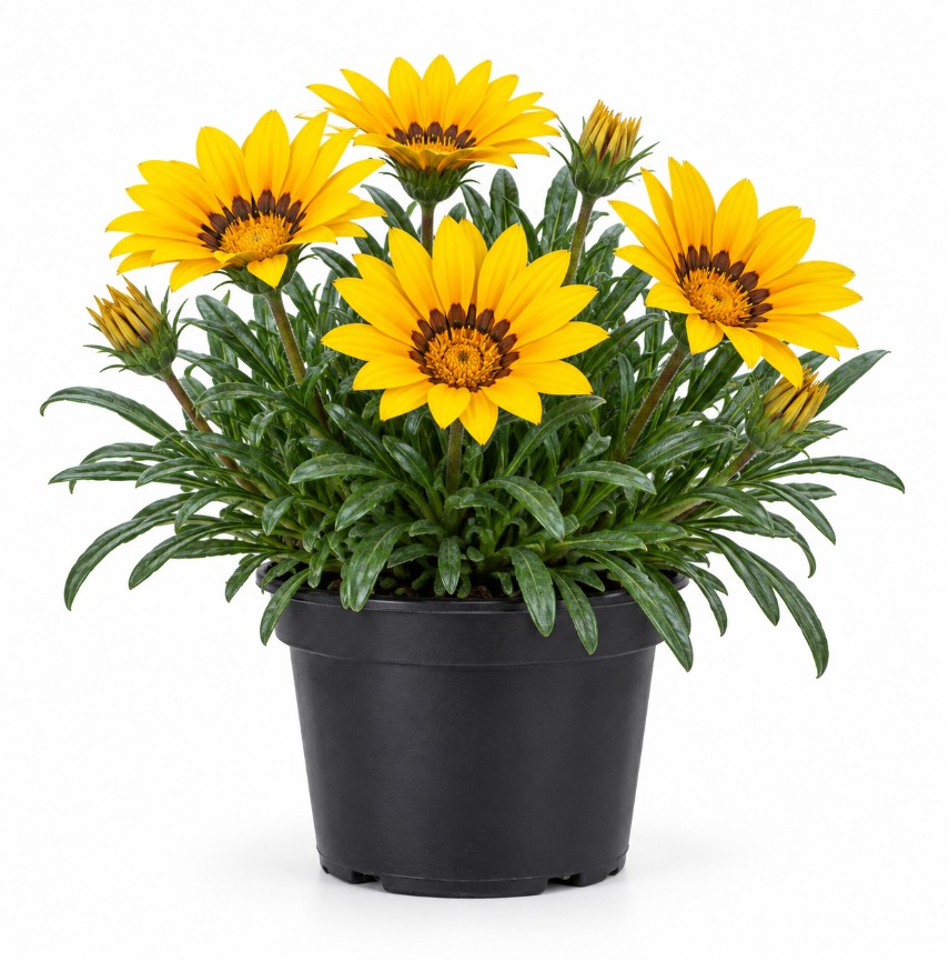 Gazania / Dormilona - Imagen 3