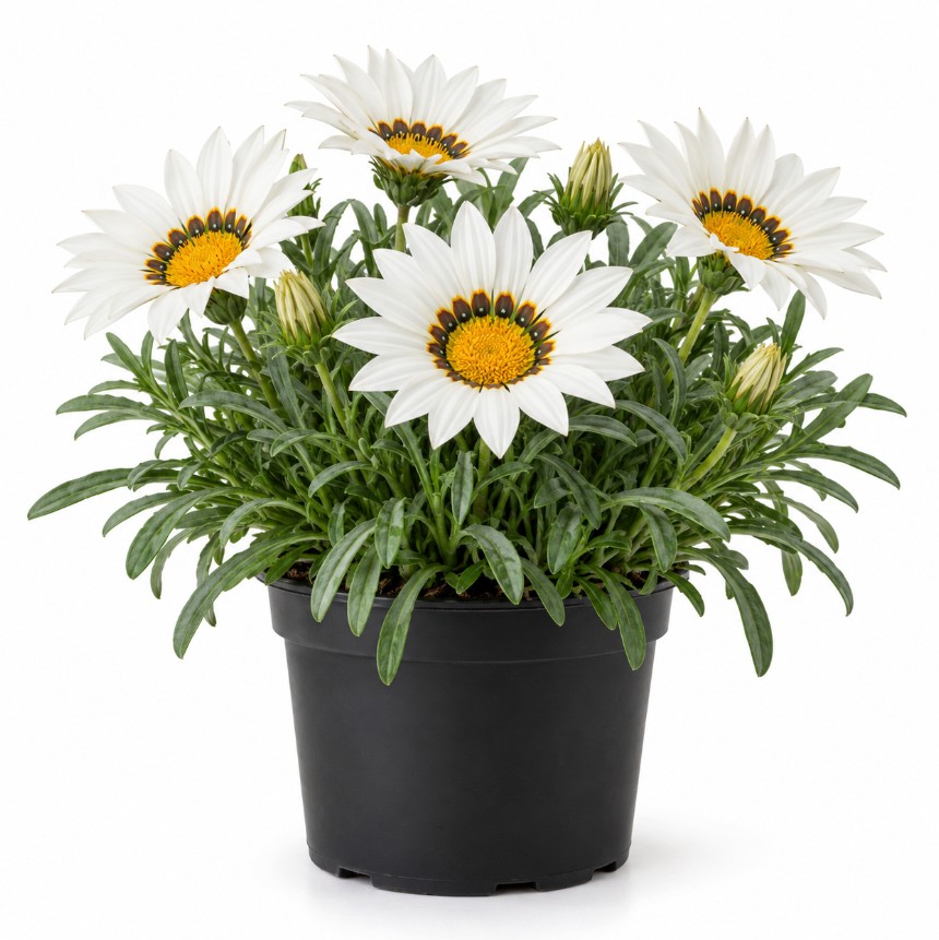 Gazania / Dormilona - Imagen 4