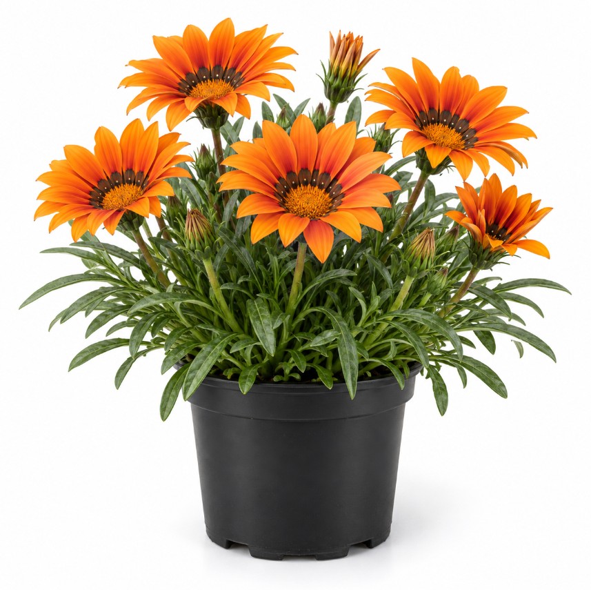 Gazania / Dormilona - Imagen 5