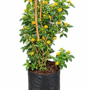 Lantana Amarilla