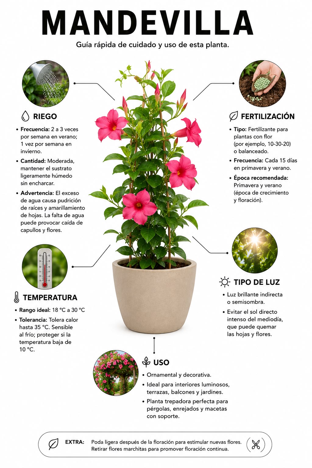 Mandevilla / Jazmín Chileno - Imagen 4