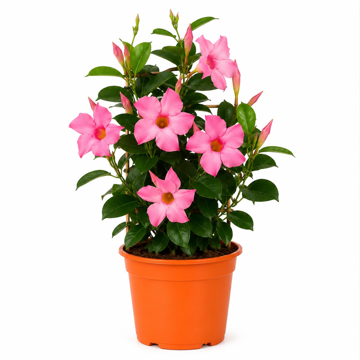 Mandevilla / Jazmín Chileno