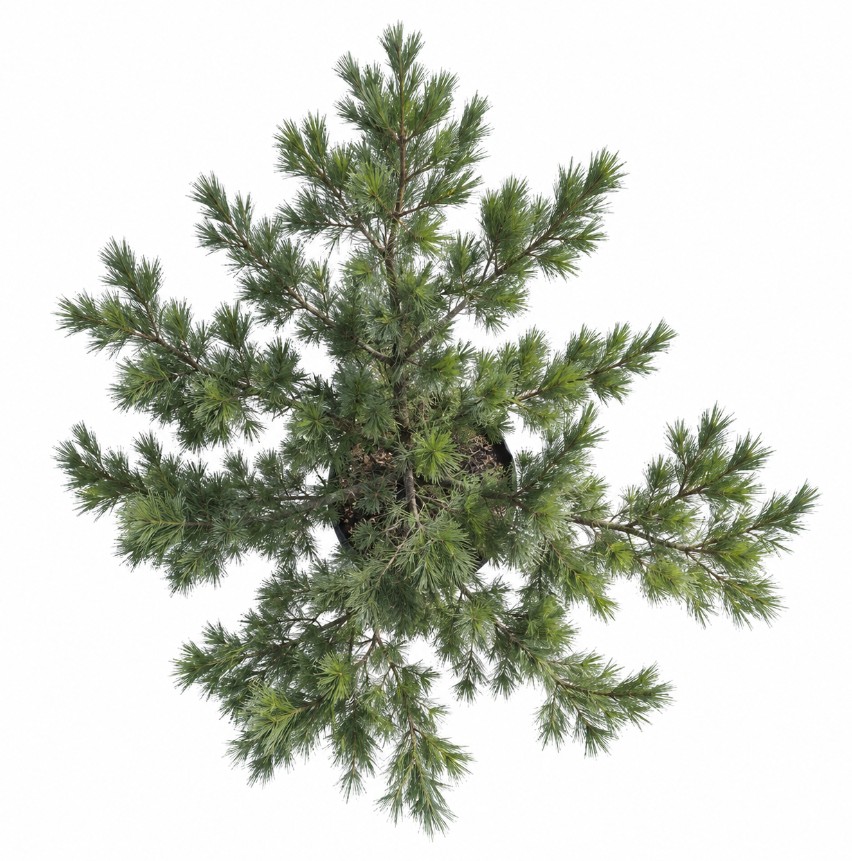 Pino Ayacahuite (G) - Imagen 3