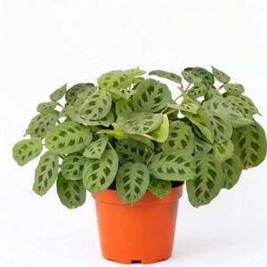 Sapo / Maranta