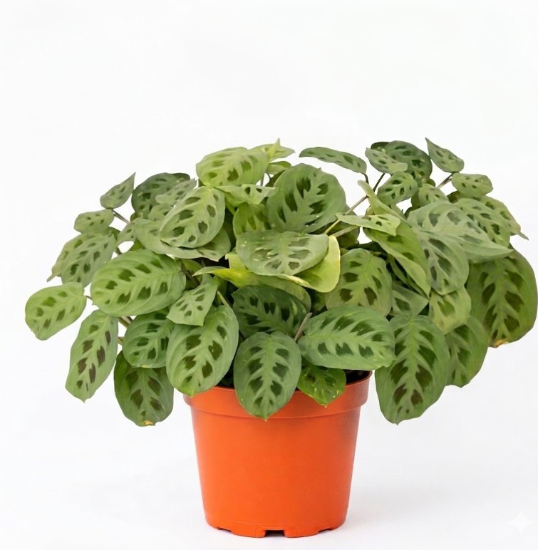 Sapo / Maranta