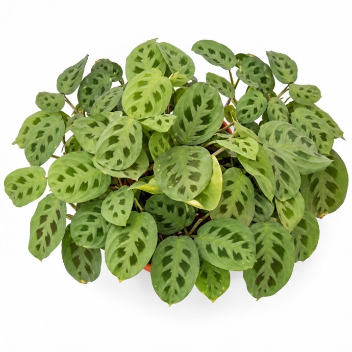 Sapo / Maranta - Imagen 5