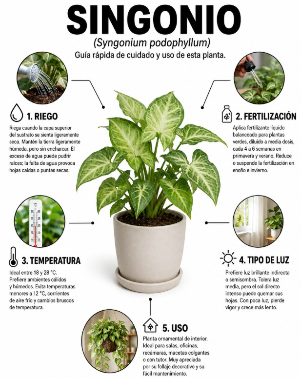 Singonio - Imagen 4
