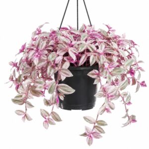 Tradescantia Zebrina Rosa