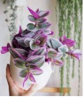 Tradescantia Zebrina Rosa - Imagen 3