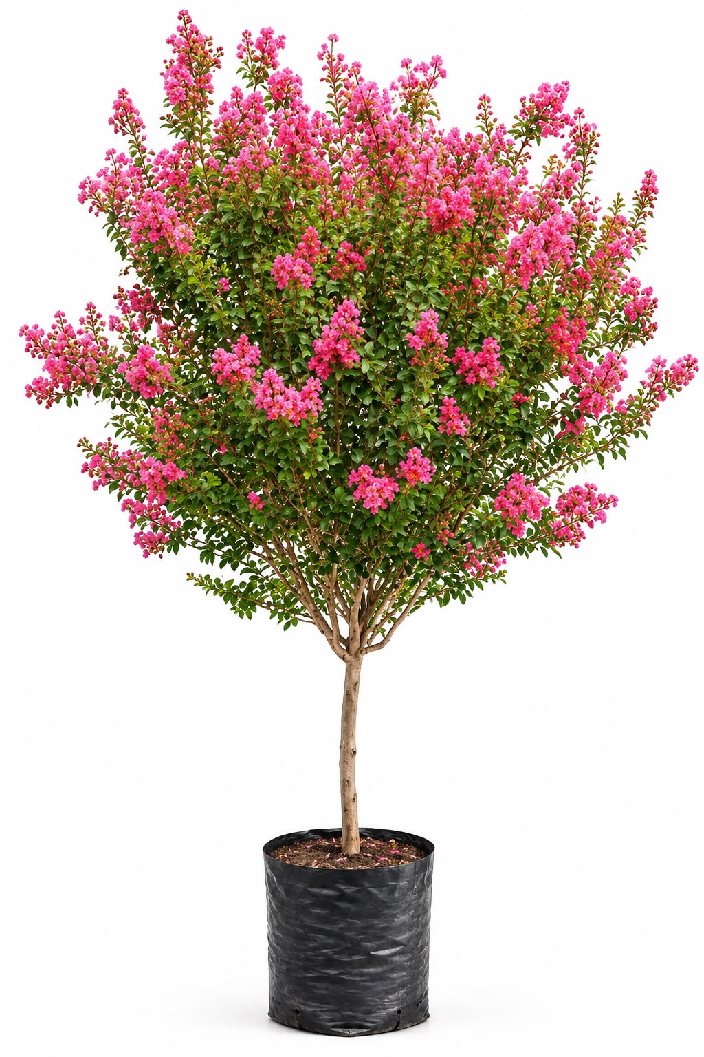 Adelfa / Laurel de Flor (M) - Imagen 2