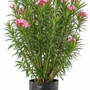 Adelfa / Laurel de Flor (M)