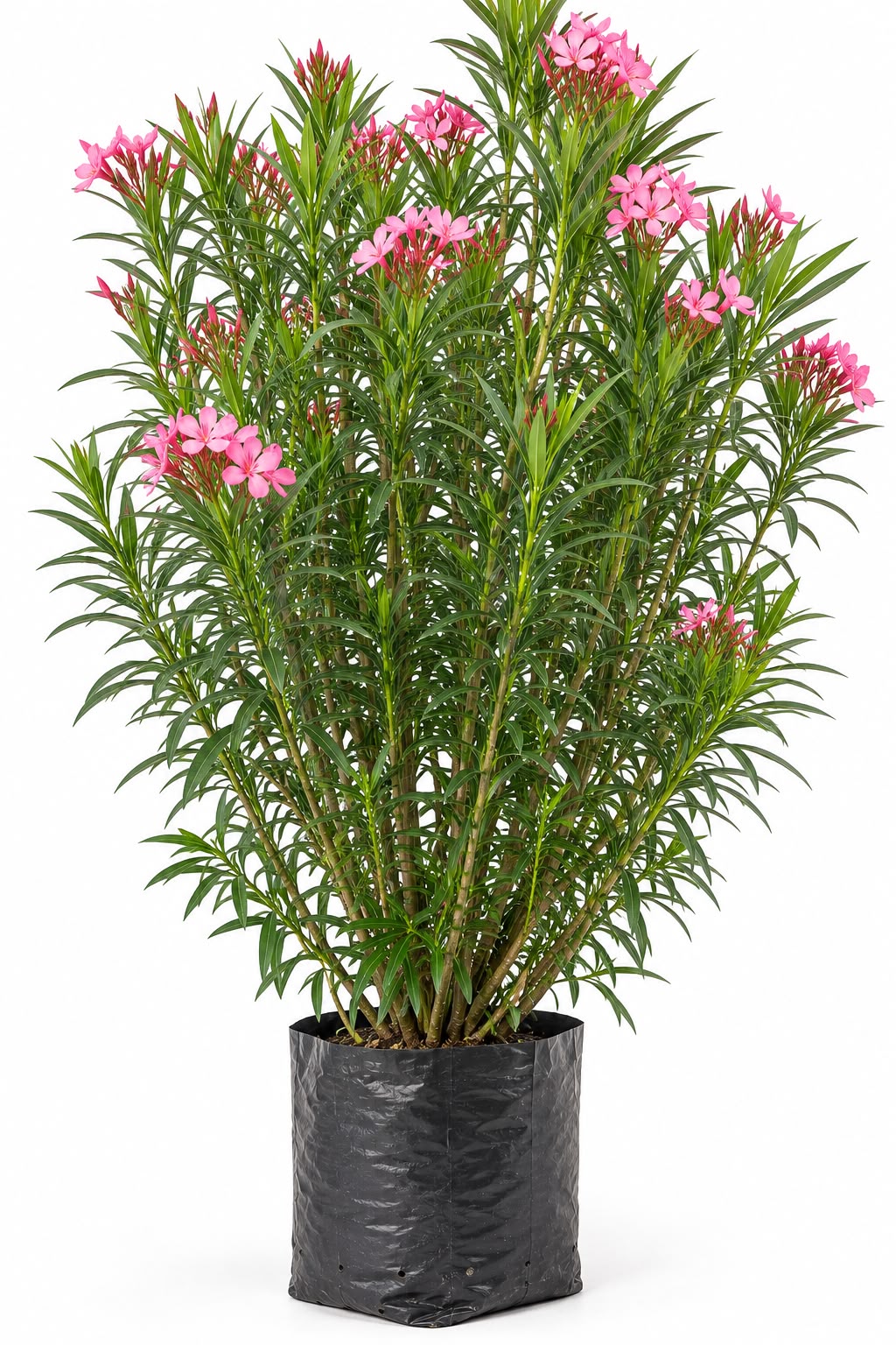 Adelfa / Laurel de Flor (M)