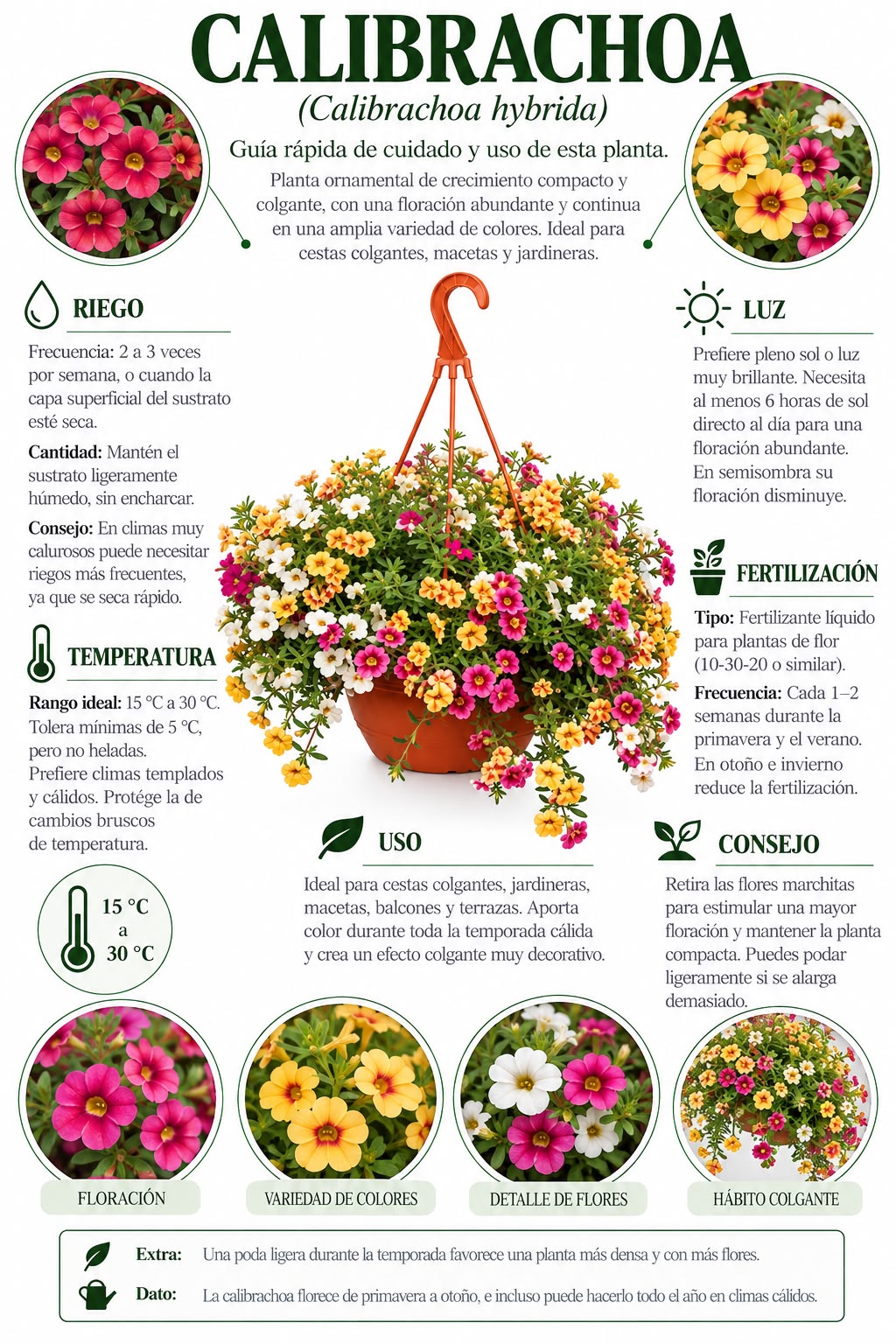 Calibrachoa / Mini Petunia - Imagen 4