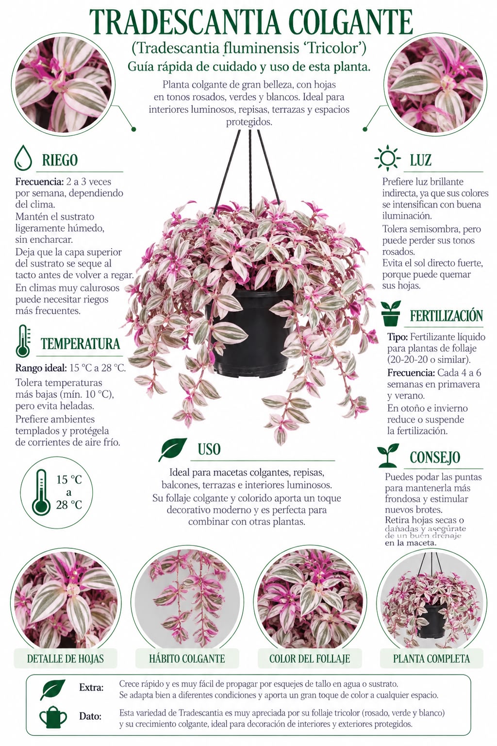 Tradescantia Zebrina Rosa - Imagen 5