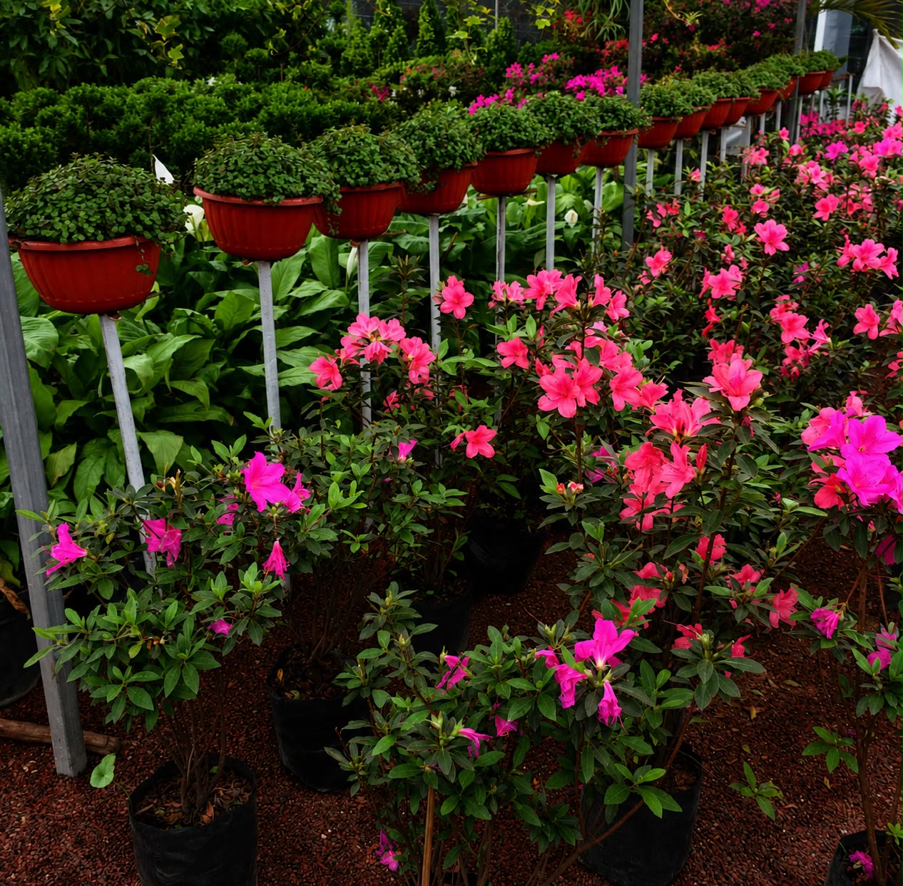 Azalea / Azalea Japonesa (M) - Imagen 2